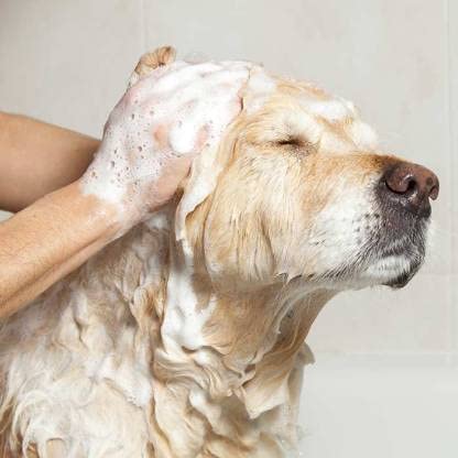 Anti-Itch Dog Shampoo Pack of 1